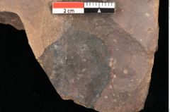 Foto (Detailsansicht) von Quercus palaeoilex Ettingshausen (NHMW-GEO-2024-0188-0942)
